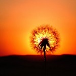 dandelion1