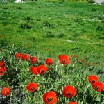 gelincilk-cicegi